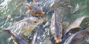 تاریخچه تولید ماهی کپور سفید تازه پرورشی