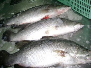 بررسی کیفیت ماهی سی باس