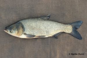خصوصیات انواع ماهی کپور نقره ای عمده