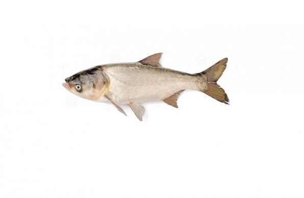 شرکت تولید ماهی کپور سرگنده پرورشی