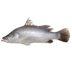 عرضه عمده ماهی سی باس پرورشی