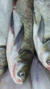 شرکت تولید کننده ماهی بیگ هد جنوب