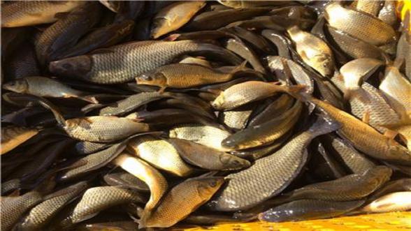 قیمت انواع ماهی کپور سفید تازه پرورشی