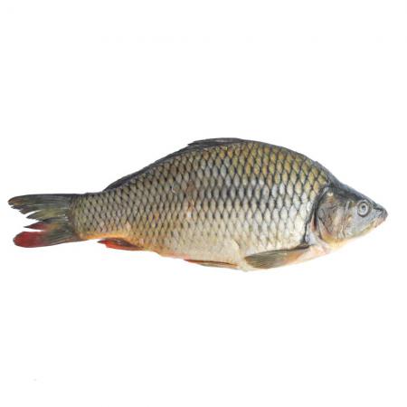 پخش عمده ماهی کپور سفید تازه