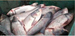 شناسایی کیفیت ماهی بیگ هد جنوب