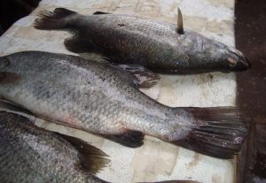 قیمت ارزان ماهی سی باس جنوب