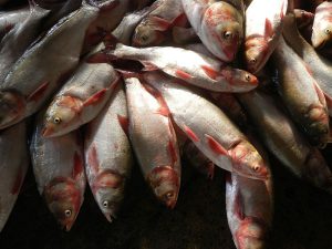 مشخصات کلی ماهی کپور نقره ای عمده