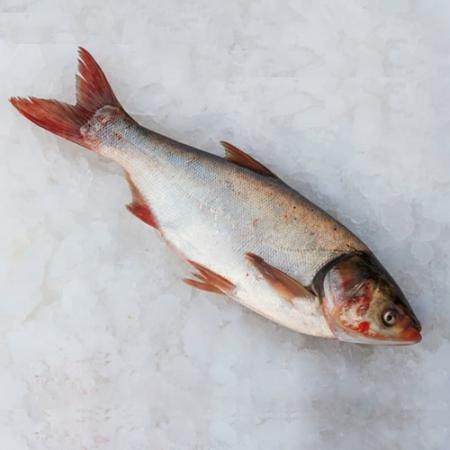 شرکت صادرات ماهی بیگ هد جنوب