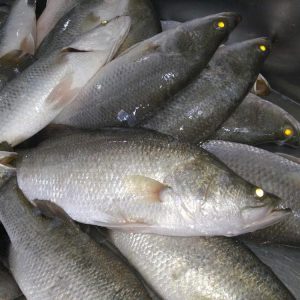 راهنمای خرید ماهی سی باس منجمد