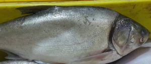 آشنایی بیشتر با ماهی کپور سرگنده ارزان قیمت