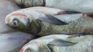 فروش ویژه ماهی کپور سرگنده ارزان