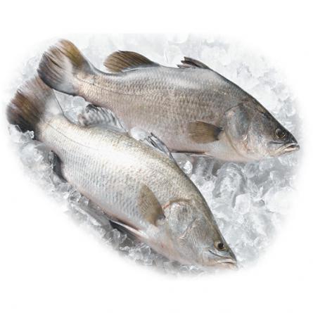 شرکت صادرات ماهی سی باس تازه