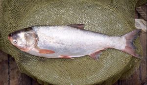 مشخصات فنی ماهی آمور پرورشی