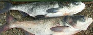 انواع مختلف ماهی کپور سرگنده پرورشی