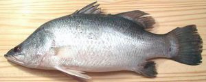 شناخت انواع ماهی سی باس پرورشی