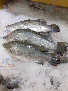 فروش ویژه ماهی سی باس جنوب