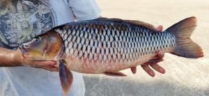 عرضه انواع ماهی کپور سفید تازه