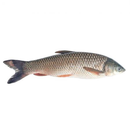 مشخصات کامل ماهی آمور باکیفیت مناسب