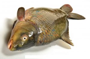 اطلاعاتی درباره ماهی کپور سفید تازه پرورشی