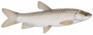 شباهت ماهی آمور سفید به ماهی های پرورشی