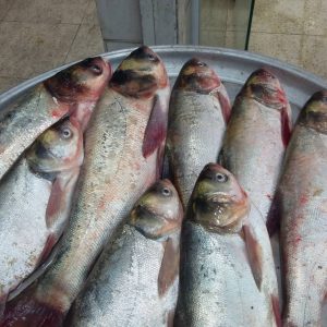 قیمت ماهی کپور
