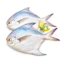 قیمت ماهی حلوا سفید و سیاه صید خلیج فارس در مرکز پخش ماهی و میگو جنوب
