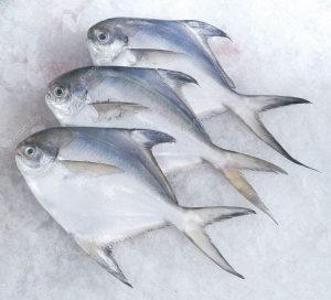 ماهی حلوا سفید