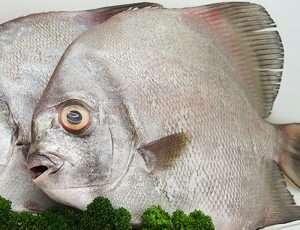 ماهی حلوا سفید تازه