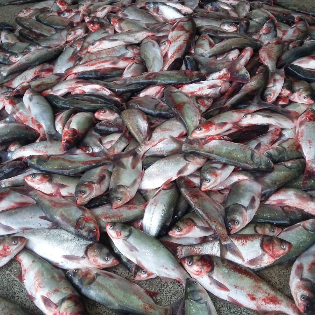 خرید ماهی کپور طلایی آمور سرگنده بیگ هد سفید- در مرکز خرید و فروش عمده و آنلاین